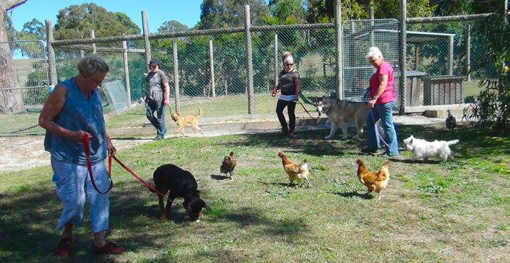 This course is perfect for: Owners who are too busy to commit to regular weekly classes. Owners who would like a jump-start for weekly obedience classes.