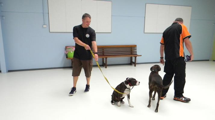 Many owners learn to teach their dogs reliable obedience and manners under distraction at our full-time training facilities and never activate the more expensive in-home option because they simply