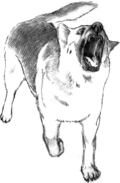 156 H.H. Kim et al. / The Veterinary Journal 172 (2006) 154 159 Fig. 3. The posture of grade 1 reactivity. Dog shows ears forward, large palpebral fissure staring and tail swing. Fig. 1. The posture of grade 3 reactivity.