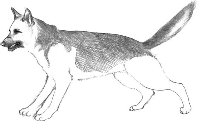 Dog shows ears forward and a relaxed tail. 3. Results Fig. 2. The posture of grade 2 reactivity. Dog shows growling, snapping, ears forward, large palpebral fissure, staring, lip curling and tail up.