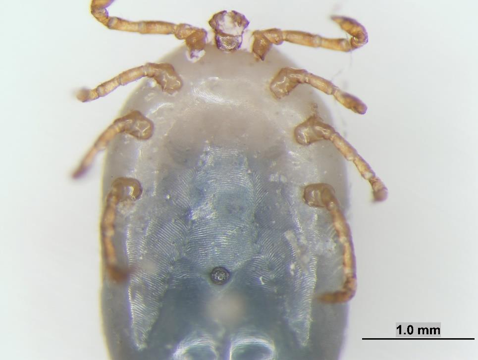 Arkansas Nymphal tick removed May 1 st, 2018.