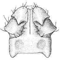 Morphology Size of Adult: 2-3 mm Engorged: 10 mm