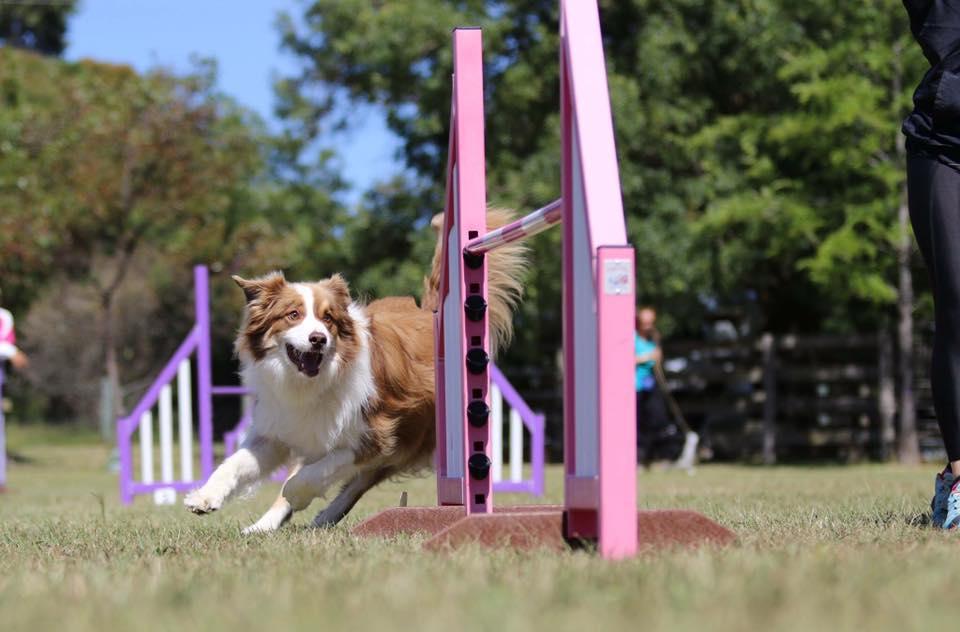 Open Agility & Jumping Trial