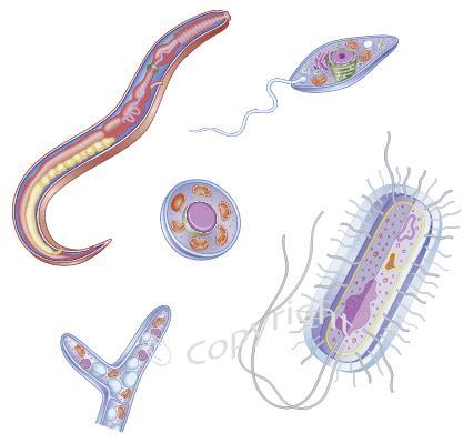 Parasites Exist as single-celled cysts outside in water or food; Require animal or human intestinal tract to multiply and