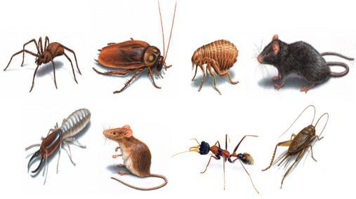 Pests and Wildlife Both can spread pathogens and/or be a source of illness.