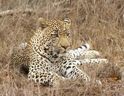 with the female Leopard we d seen mating the previous morning.
