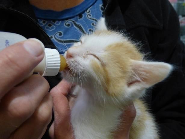 1. Use a nipple trimmed to appropriate size for each kitten s size 2. Use hot water to sterilize the bottle & nipple 3.