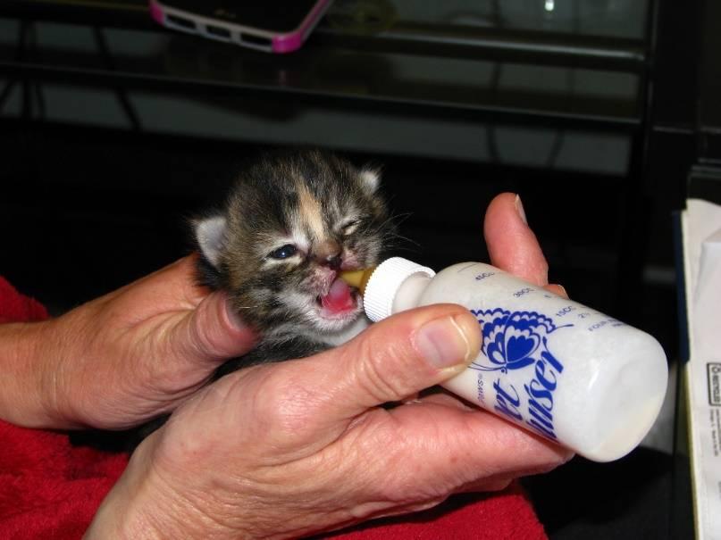 Kitten may not understand what the bottle is and may roll nipple on tongue Very different feel from mom!