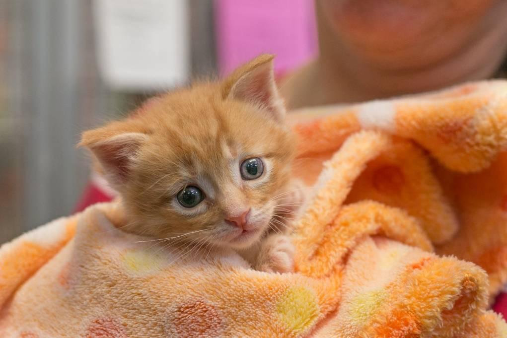 Clean the kittens up with a damp wash cloth or gauze pad or use baby wipes (need to