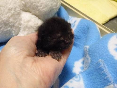 Neonatal kittens are vulnerable to: