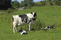 mastitis in dairy cows and beef
