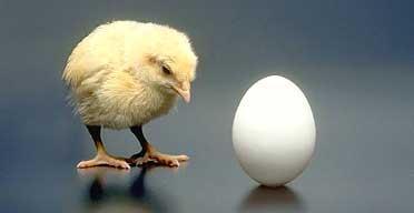 Chicken and egg? Why treat with antibiotic?
