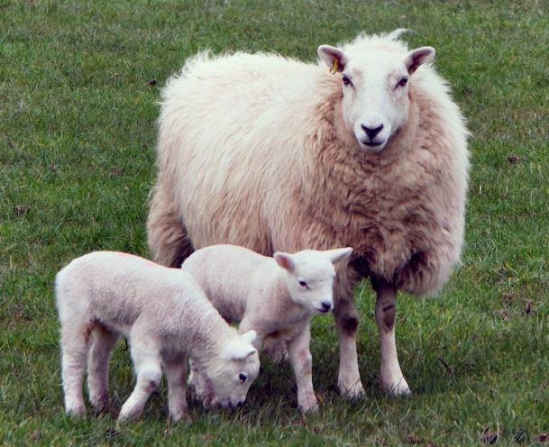 Sheep mortality Cause of death diagnosed at autopsy Incidence (%) Mastitis 11 Acute fluke 7