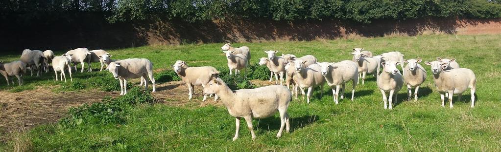 purchased Flock Stratification (Hill, Upland,