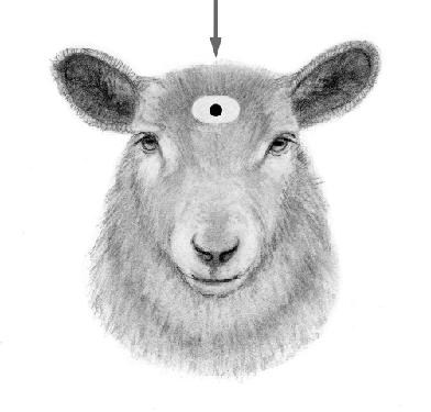 Sheep 19