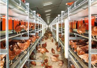Production Initial Estimates & Variables Combi Systems, EU standard production Aviary, (Council Directive 99/74/EC) Aviary (linked to RSPCA Assured) Similar numbers Circa 20-30% flock reduction Circa