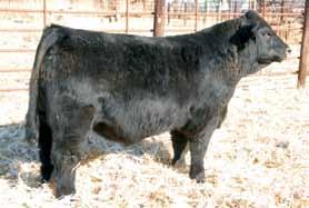 heifers or cows that will also add style, and growth. Download is one of the fanciest Lock Down sons you ll find. Download is level hipped, super fronted, with great hair.