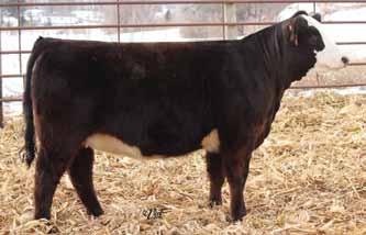 female whose dam is a flawless built female out of the great Ebony s Joy donor. C37 is so level hipped, soggy made, extended female. I can t imagine she wouldn t be in a show ring some where.