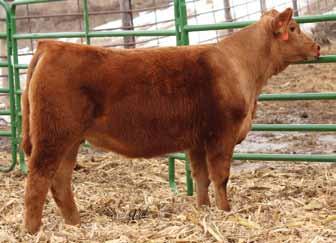 Down daughter. She is Kashmere s natural calf, and boy is she a Knockout!! Her style and flair are second to none, her EPD profile is unreal.