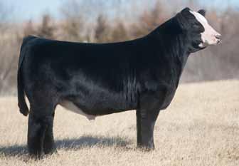 Selling 3 Embryos by WS Stepping Stone B44 x SS Noreen WS Stepping Stone B44 SS Noreen W/C Lock Down 206Z WS Ms.