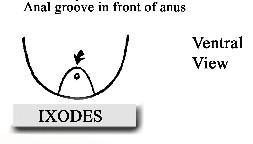 Note: anal groove in front of anus.