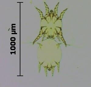 each leg. Otodectes mites male (top) and female (bottom).