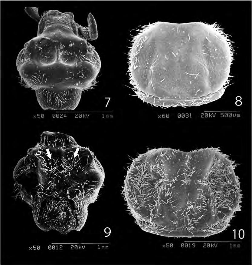 232 Figs. 7 10. Pseudopyrochroa yaeyamana sp. nov., paratypes, male (7 8) and female (9 10). 7, 9, Head (left compound eye and dorsal neck damaged in Fig.