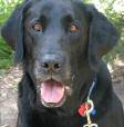 FiNDiNG PeRMANeNT ADOPTive homes FOR homeless LAbS NOLA Lab News www.nolalabrescue.