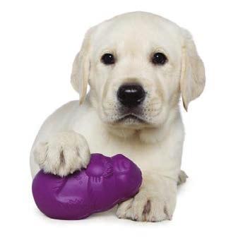 Our playful Guide Dog pups may