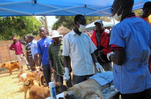 Animal Birth Humane Control Education and Animal Health During 2015, The BIG FIX Uganda provided comprehensive free veterinary services at 96 village field clinics and teated
