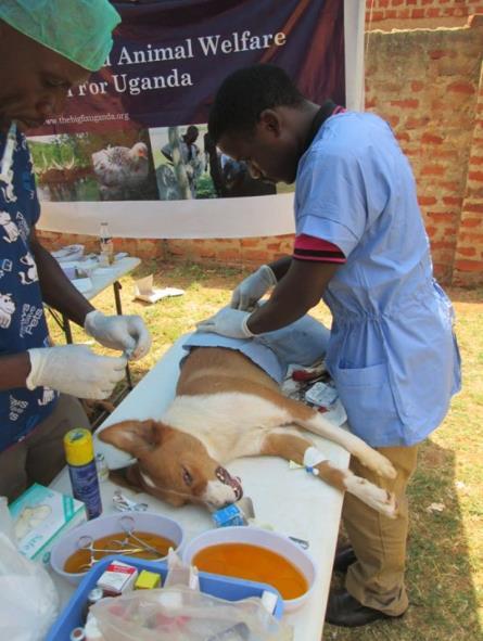 A total of 401 animals were treated and an amazing 93 surgeries were performed by our 3 veterinary surgeons, Dr.