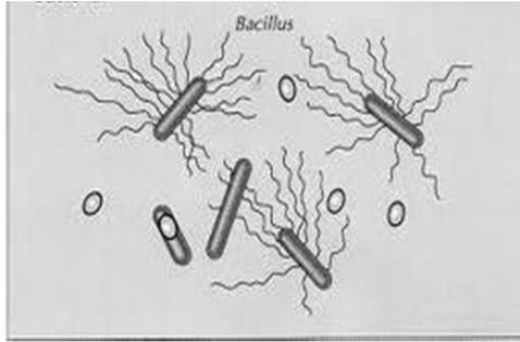 Clostridium botulinum : Spores Oval and
