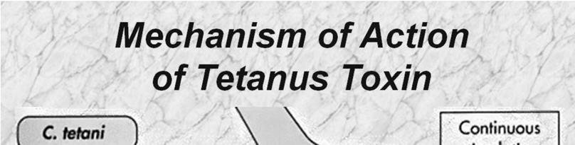 Clostridium tetani Pathogenesis: Spastic