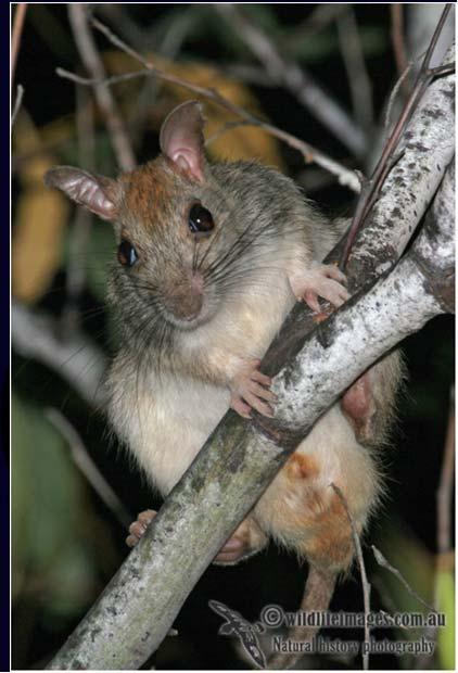 Mammals over half of the northern species have declined Example: Golden backed Tree rat Retracted to the