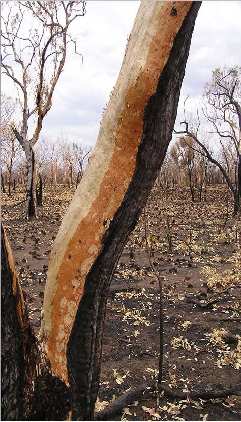 Extensive, frequent fires damage biodiversity: Simplifies the structure and species composition of woodlands Less flowering and fruiting Fewer seeds, poorer germination Less recruitment Higher tree