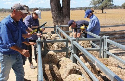 Australian Wool Innovation (AWI) and the Australian Merino Sire Evaluation Association (AMSEA) have teamed up with five sire evaluation sites to deliver the Merino Lifetime Productivity Project (MLP)