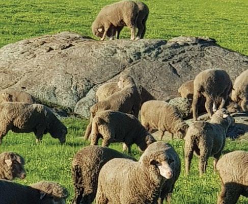 The MLP project has been designed to capture lifetime Merino ewe data from diverse environments, genetics and Merino types to help the Australian Merino industry better select for and deliver