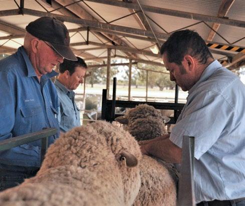 Strong interest drives Merino Sire Evaluation Central to MLP is Merino Sire Evaluation and in 2017 the largest joining in the history of Merino Sire Evaluation took place with 131 sires joined across