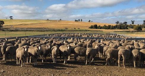located throughout Australia. These sites provide unique opportunities for ram breeders and buyers to compare the genetic performance of individual rams with other leading sires.
