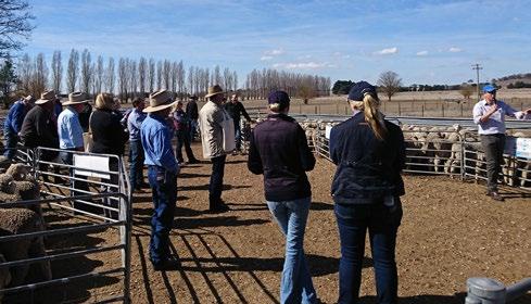 The ewe base is a typical commercial superfine/fine wool type based on local performance recorded studs with some ewes sourced from the CSIRO s breech strike resistant flock.