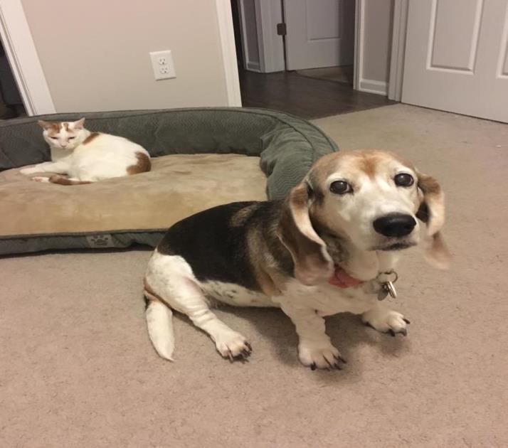 Cat Introductions: Cats and dogs need a slow introduction. Begin by keeping your cat and foster dog in different rooms. Allow the dog to become comfortable in her own room.