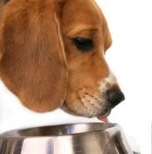 Your puppy or kitten will have been fully weaned (onto solid food) by the time you bring them home at around 8 weeks of age. Once they are weaned they have no requirement for milk.