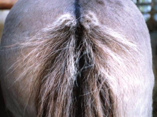 Figure 16a: Oxyuris equi infection with itching and dermatitis of the tail root, tail rubbing, broken/matted hair ( rat tail ) Figure 16b: Massive Oxyuris equi egg excretion with cream-coloured,