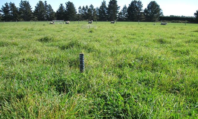 Spring lamb production from sub clover sown with either cocksfoot or ryegrass pastures An existing cocksfoot pasture (Paddock C9A(S) in the Cemetery block at Ashley Dene), sown with Vision cocksfoot