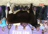 Snap Chat 2016 Illinois State Fair Grand Champion Steer 2016 Wisconsin State Fair Reserve Grand Champion Steer The Snap Chat Story: 2017 Pennsylvania Farm Show Reserve Grand Champion Steer SNAP CHAT