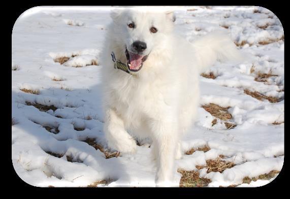 Page 5 of 6 Appalachian Great Pyrenees Rescue Quarterly Newsletter An Update on Snow Thank you from Snow and Appalachian Great Pyrenees Rescue.
