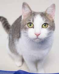 I d be a great companion for any catlover looking for a young adult boy. Come out and meet me, a sweet fellow like me deserves a home of my own! Ready for some kitty-love?