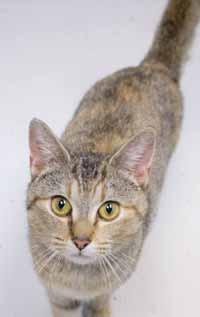 I m a lovely girl and I d be so happy to lay in your lap this winter or nap on a sunspot on the carpet. I m out of the crazy kitten stage, but I m still active and playful.