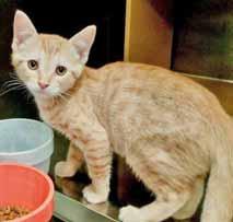 Please call 910-792-9014 to adopt us! I am gentle Sebastian, a wonderful 4-month-old kitten. I m a striped Tabby who looks as if I ve dipped my snout in a bowl of milk.