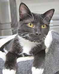 Please call 910-253-1375 to adopt us! Cat Tails Have you been looking for a friendly kitten? I m Harper and I m 7-months-old and extremely friendly.